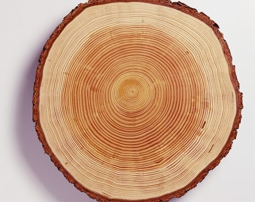 画像はイメージ