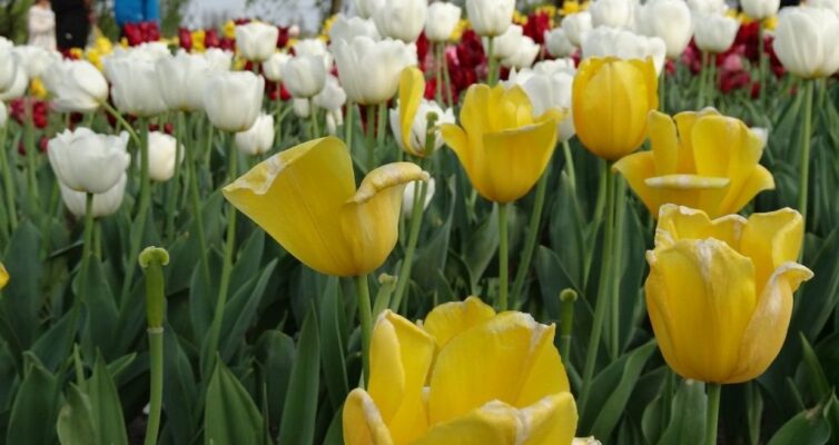 チューリップ