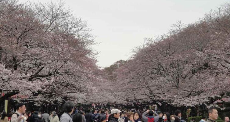 2011年4月上野公園（花見）