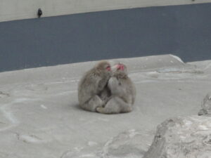 身を寄せ合う上野のニホンザル