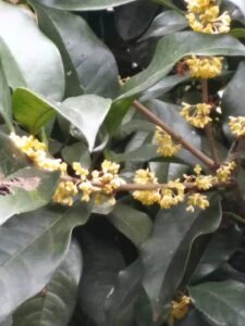 キンモクセイ（金木犀）