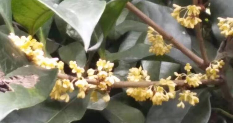 キンモクセイ（金木犀）